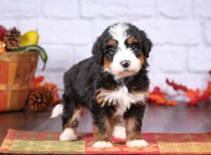 tri-colored female standard bernedoodle near Chicago Illinois