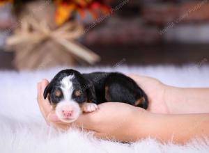 tri-colored female standard bernedoodle near Chicago Illinois