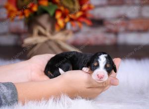 tri-colored female standard bernedoodle near Chicago Illinoistri-colored female standard bernedoodle near Chicago Illinois