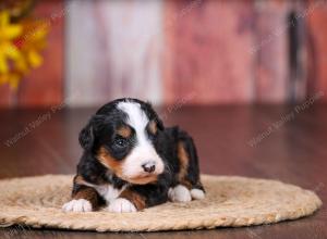 tri-colored female standard bernedoodle near Chicago Illinois