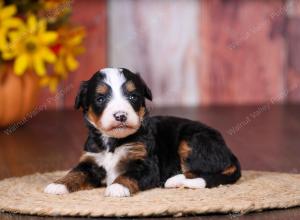 tri-colored female standard bernedoodle near Chicago Illinois