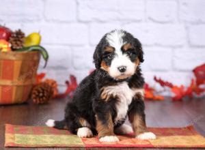 tri-colored female standard bernedoodle near Chicago Illinois