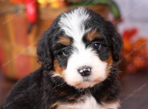 tri-colored female standard bernedoodle near Chicago Illinois