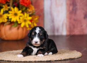 tri-colored female standard bernedoodle near Chicago Illinois