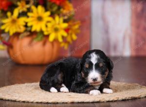 tri-colored female standard bernedoodle near Chicago Illinois