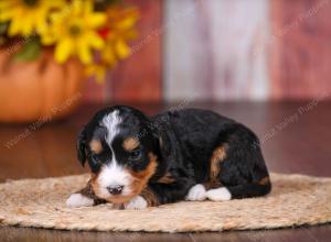 tri-colored female standard bernedoodle near Chicago Illinois