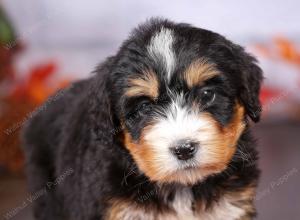 tri-colored female standard bernedoodle near Chicago Illinois