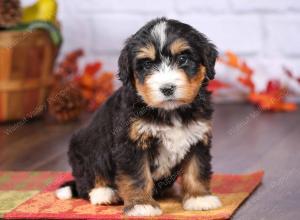 tri-colored female standard bernedoodle near Chicago Illinois