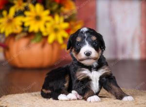 tri-colored female standard bernedoodle near Chicago Illinois