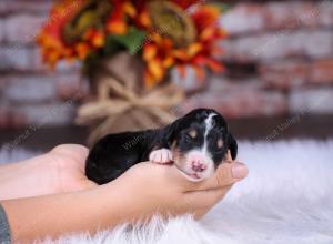 tri-colored male standard bernedoodle near Chicago Illinois