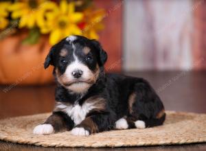 tri-colored female standard bernedoodle near Chicago Illinois