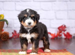 tri-colored female standard bernedoodle near Chicago Illinois