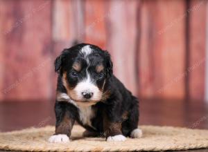 tri-colored female standard bernedoodle near Chicago Illinois