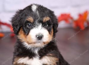 tri-colored female standard bernedoodle near Chicago Illinois