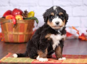 tri-colored female standard bernedoodle near Chicago Illinois