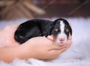 tri-colored male standard bernedoodle near Chicago Illinois