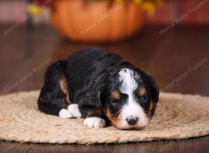 tri-colored female standard bernedoodle near Chicago Illinois