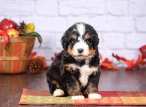 tri-colored female standard bernedoodle near Chicago Illinois