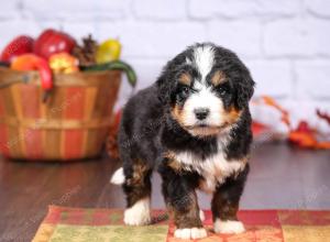 tri-colored female standard bernedoodle near Chicago Illinois