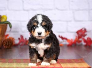 tri-colored female standard bernedoodle near Chicago Illinois