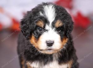 tri-colored female standard bernedoodle near Chicago Illinois