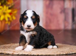 tri-colored female standard bernedoodle near Chicago Illinois