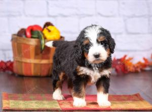 tri-colored female standard bernedoodle near Chicago Illinois