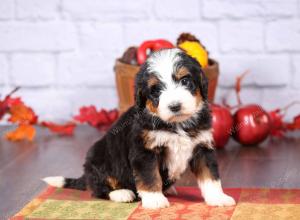 tri-colored female standard bernedoodle near Chicago Illinois