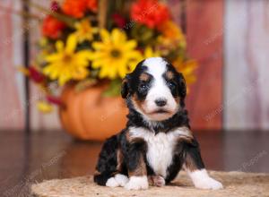 tri-colored female standard bernedoodle near Chicago Illinois