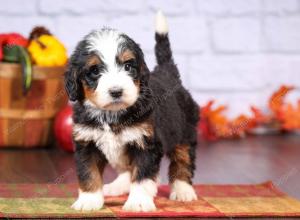 tri-colored female standard bernedoodle near Chicago Illinois