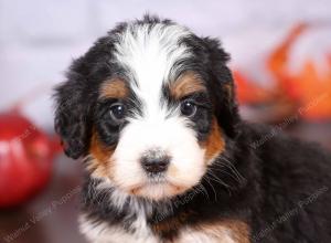 tri-colored female standard bernedoodle near Chicago Illinois