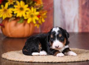 tri-colored female standard bernedoodle near Chicago Illinois