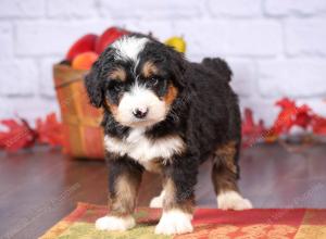 tri-colored female standard bernedoodle near Chicago Illinois