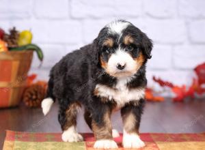 tri-colored female standard bernedoodle near Chicago Illinois