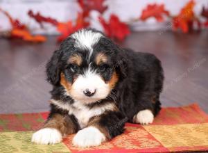 tri-colored female standard bernedoodle near Chicago Illinois