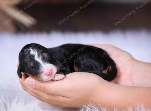 tri-colored female standard bernedoodle near Chicago Illinois