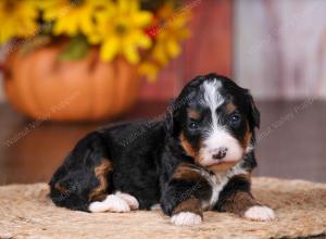 tri-colored female standard bernedoodle near Chicago Illinois