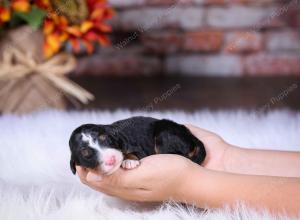 tri-colored female standard bernedoodle near Chicago Illinois