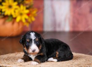 tri-colored female standard bernedoodle near Chicago Illinois