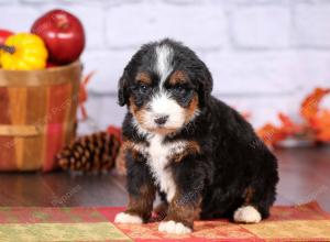 tri-colored female standard bernedoodle near Chicago Illinois