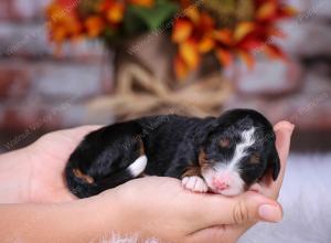 tri-colored female standard bernedoodle near Chicago Illinois