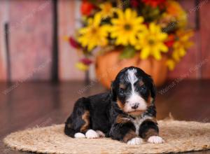 tri-colored female standard bernedoodle near Chicago Illinoistri-colored female standard bernedoodle near Chicago Illinois