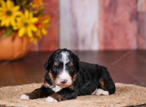 tri-colored female standard bernedoodle near Chicago Illinois