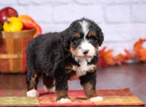 tri-colored female standard bernedoodle near Chicago Illinois