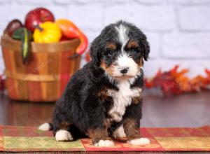 tri-colored female standard bernedoodle near Chicago Illinois