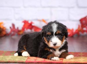 tri-colored female standard bernedoodle near Chicago Illinois