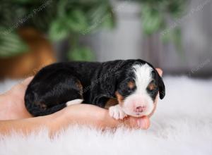 F1 mini bernedoodle near Chicago Illinois