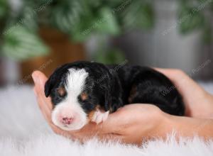 F1 mini bernedoodle near Chicago Illinois