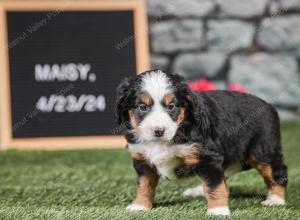 F1 mini bernedoodle near Chicago Illinois