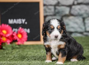 F1 mini bernedoodle near Chicago Illinois